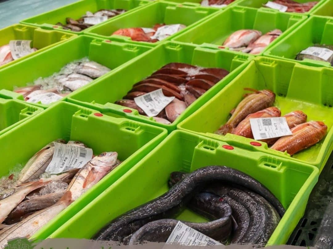 las mejores pescaderias en fray bentos uruguay descubre donde comprar pescado fresco