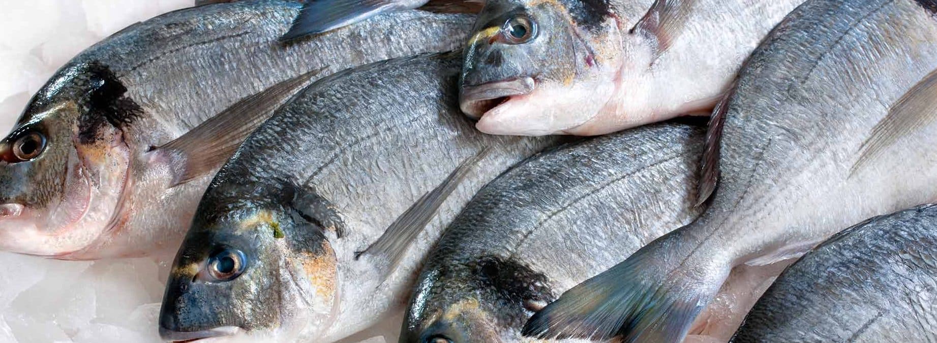 las mejores pescaderias en minas uruguay guia completa para amantes del mariscos y pescados frescos