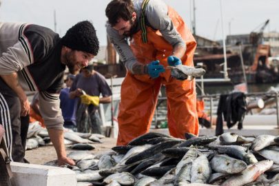las mejores pescaderias en rocha uruguay frescura y calidad al alcance
