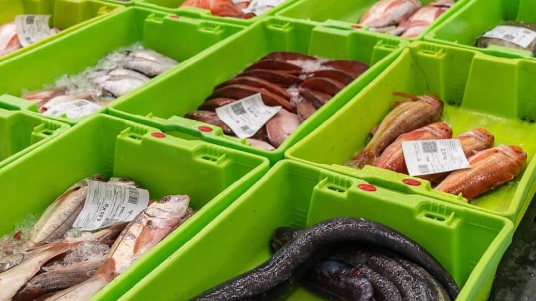 las mejores pescaderias en san jose de mayo uruguay guia completa para comprar pescado fresco