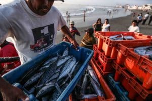 Pesca Artesanal Armonía