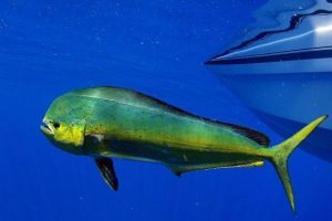 Pescaderia “El Dorado”