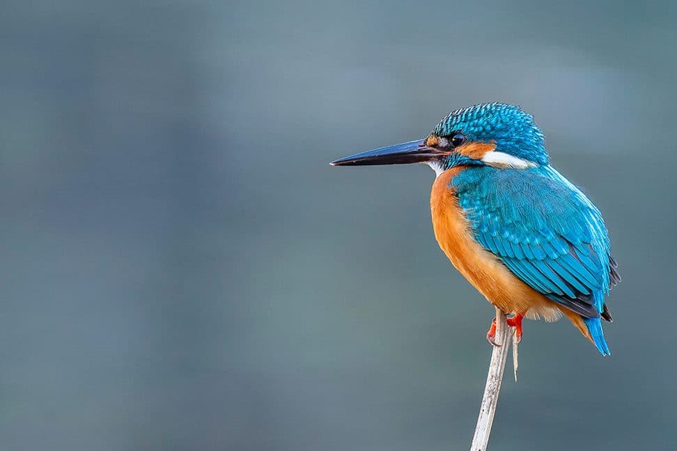 pescaderia martin pescador